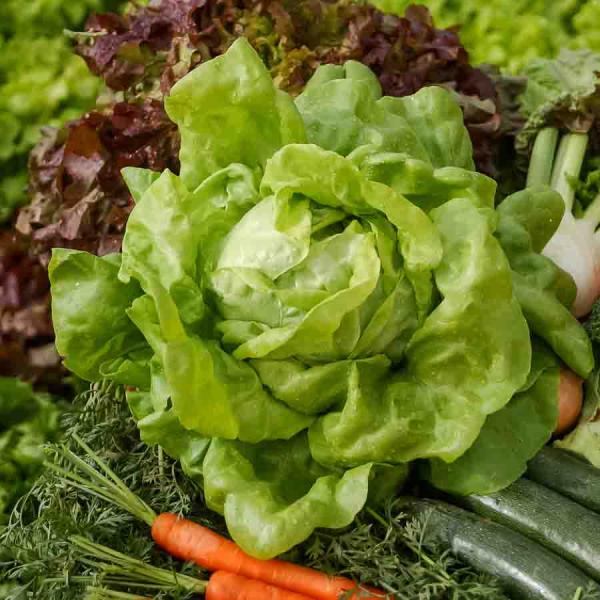 Potagères - Laitue Pommée du Bon Jardinier - face recto